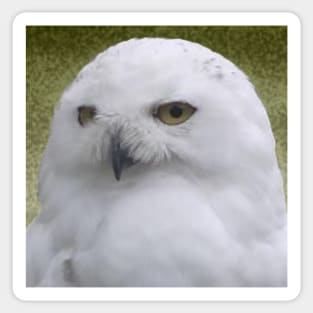 Snowy Owl Sticker